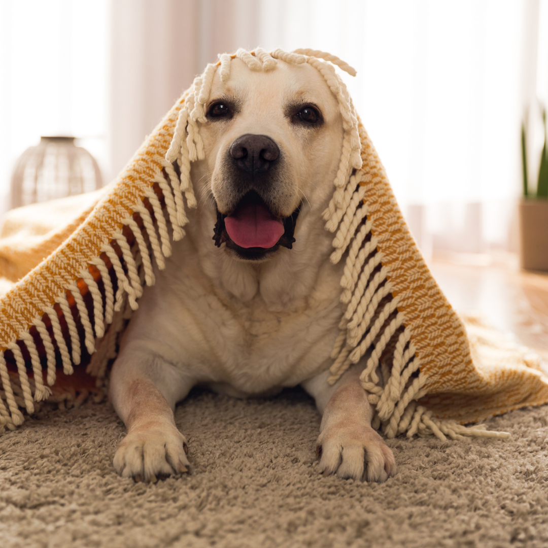 Quanti batteri si annidano nelle zampe dei cani?